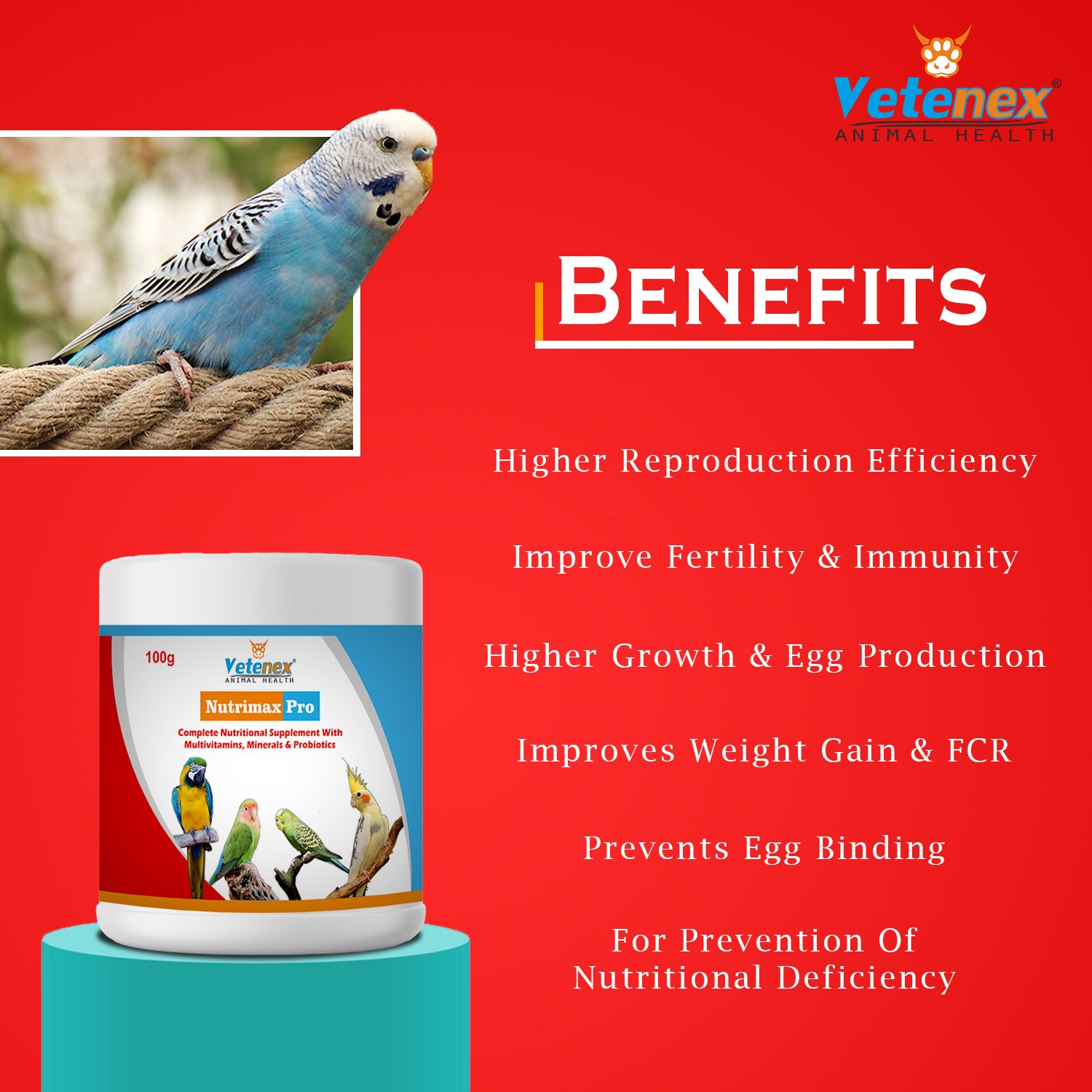 VETENEX Birds Complete Nutritional Supplement with MultiVitamins, Minerals & Probiotics + Feather Growth Supplement + Vitamin B Complex Supplement For All Type of Birds - Pack of 3 - Image 2