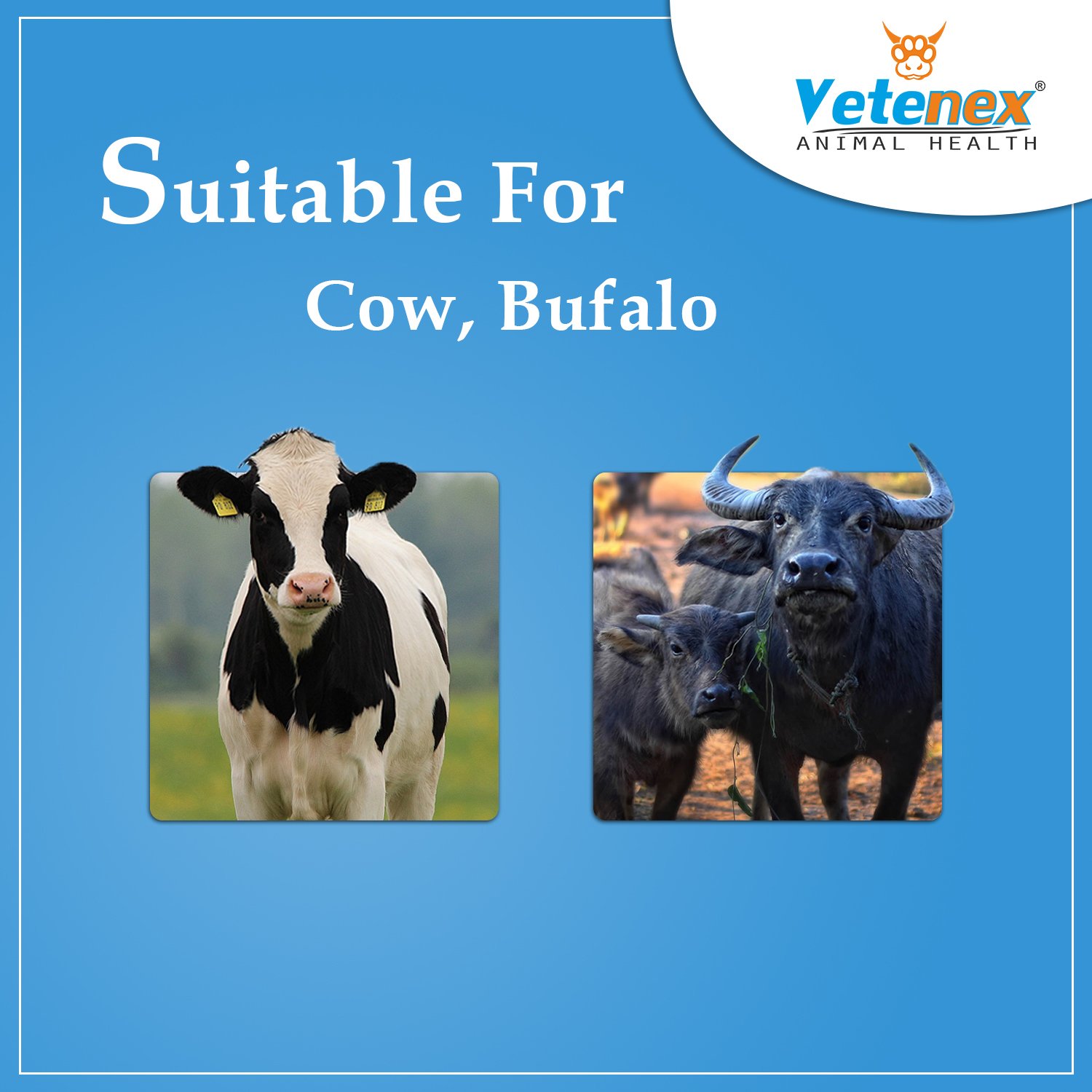 VETENEX Fat Booster Plus - Bypass Fat Energy, Rumen Fat & Milk Boost Powder Supplement for Cattle, Cows, Buffalo and Farm Animals - 1KG - Image 3