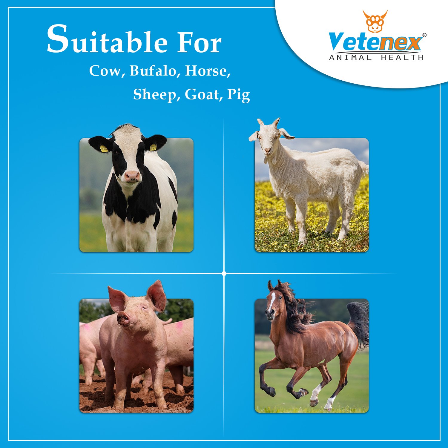 VETENEX Vutrocal Forte - Chelated Liquid Calcium Supplement for Cattle, Cow, Buffalo, Poultry, Goat, Pig and Farm Animals - 2 LTR - Image 3