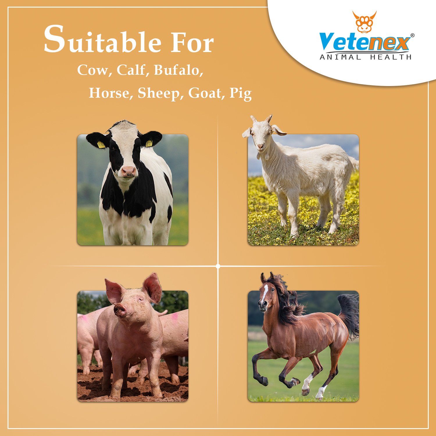 VETENEX Virgomin Forte - Metho Chelated Mineral Mixture Powder Supplement for Cattle, Cow, Buffalo, Poultry, Goat, Pig & Horse - 1kg - Image 3