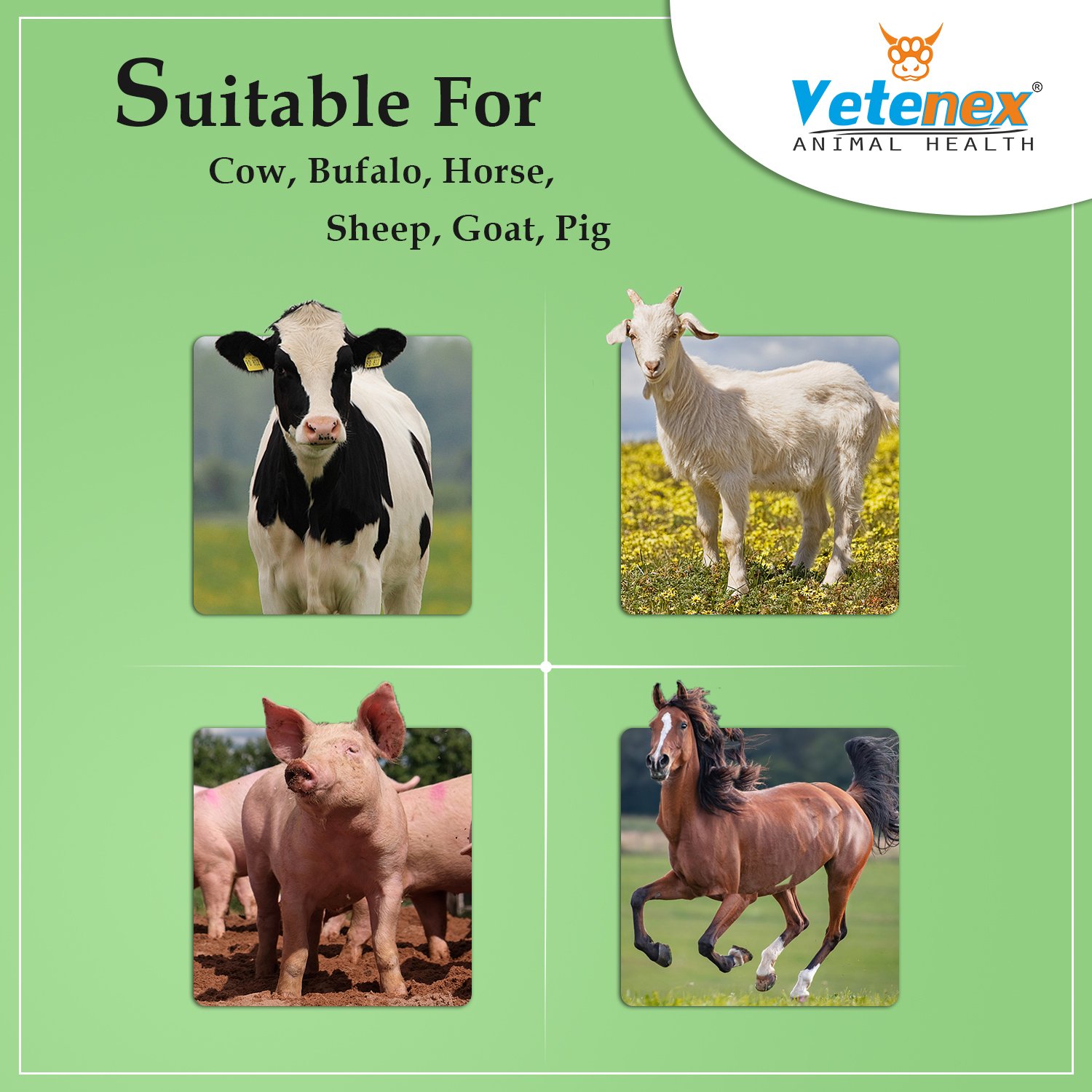 VETENEX Lysoguard - Liver Tonic for Cattle, Buffalo, Cow, Goat, Pigs, Poultry & Livestock Animals - 2 LTR - Image 3