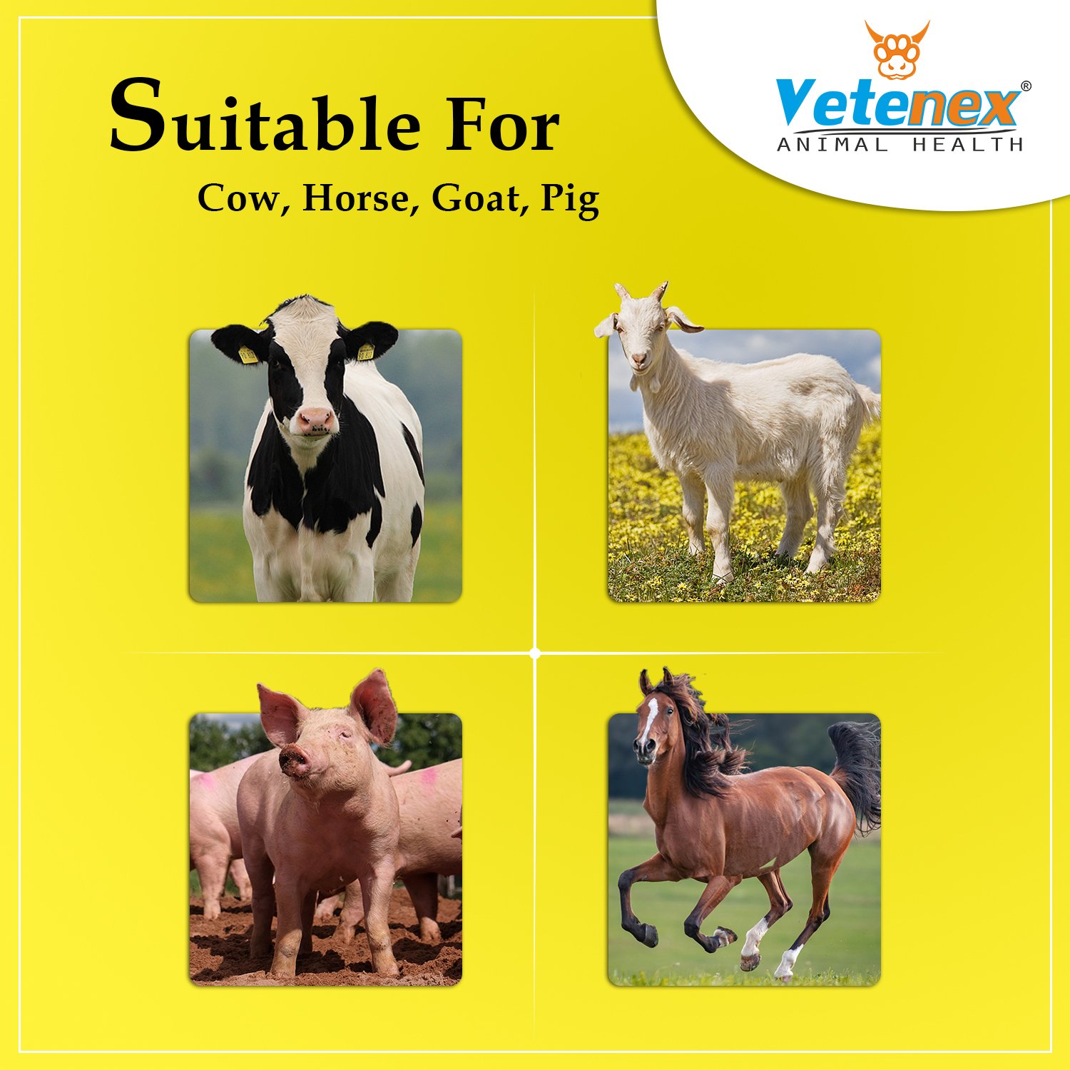 VETENEX Catch Worm - Veterinary Herbal Dewormer Bolus for Cattle, Buffalo, Cow, Goat, Sheep, Pig, Horse and Camel (1 Tablet x 5) Combo - Pack of 5 - Image 4