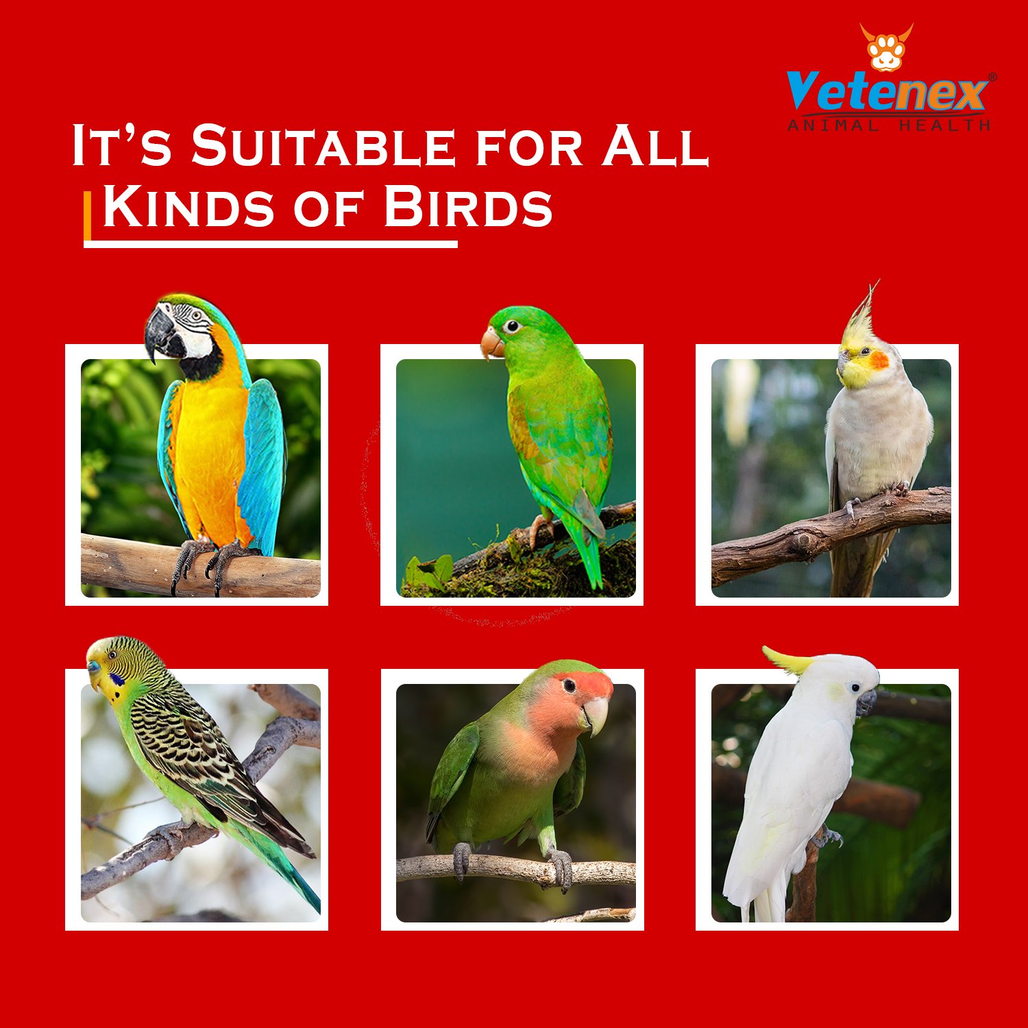 VETENEX Birds Booster Supplements + Liver Tonic + Dewormer + Calcium Supplement For ALL Type of Birds - Pack of 4 - Image 6