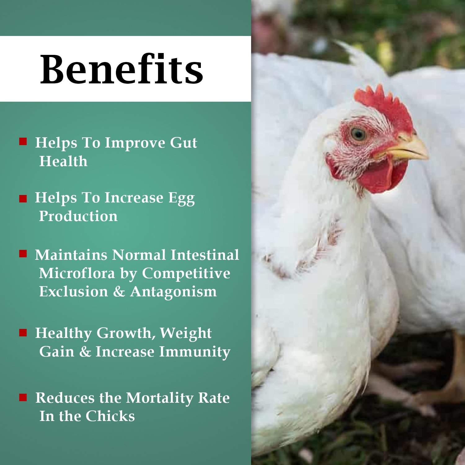 VETENEX Flock Biotic - Prebiotic, Probiotic & Enzyme Supplement Powder for Poultry, Birds & Chicken - 500g - Image 2