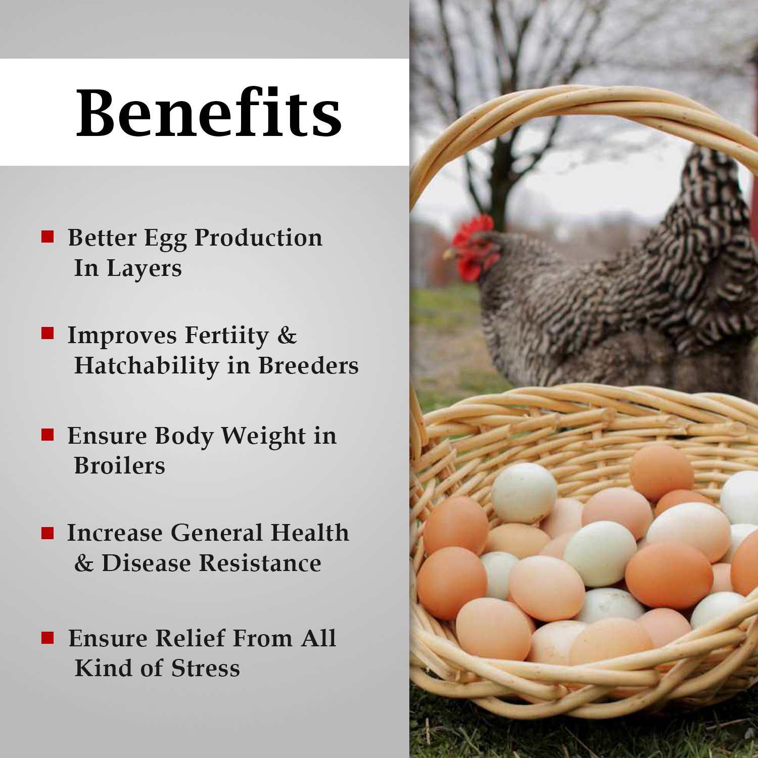 VETENEX Vitaplex Pro - Vitamin B Complex Supplement, Growth Promoter for Poultry, Birds & Chicken - (500 MLX2) - Image 2