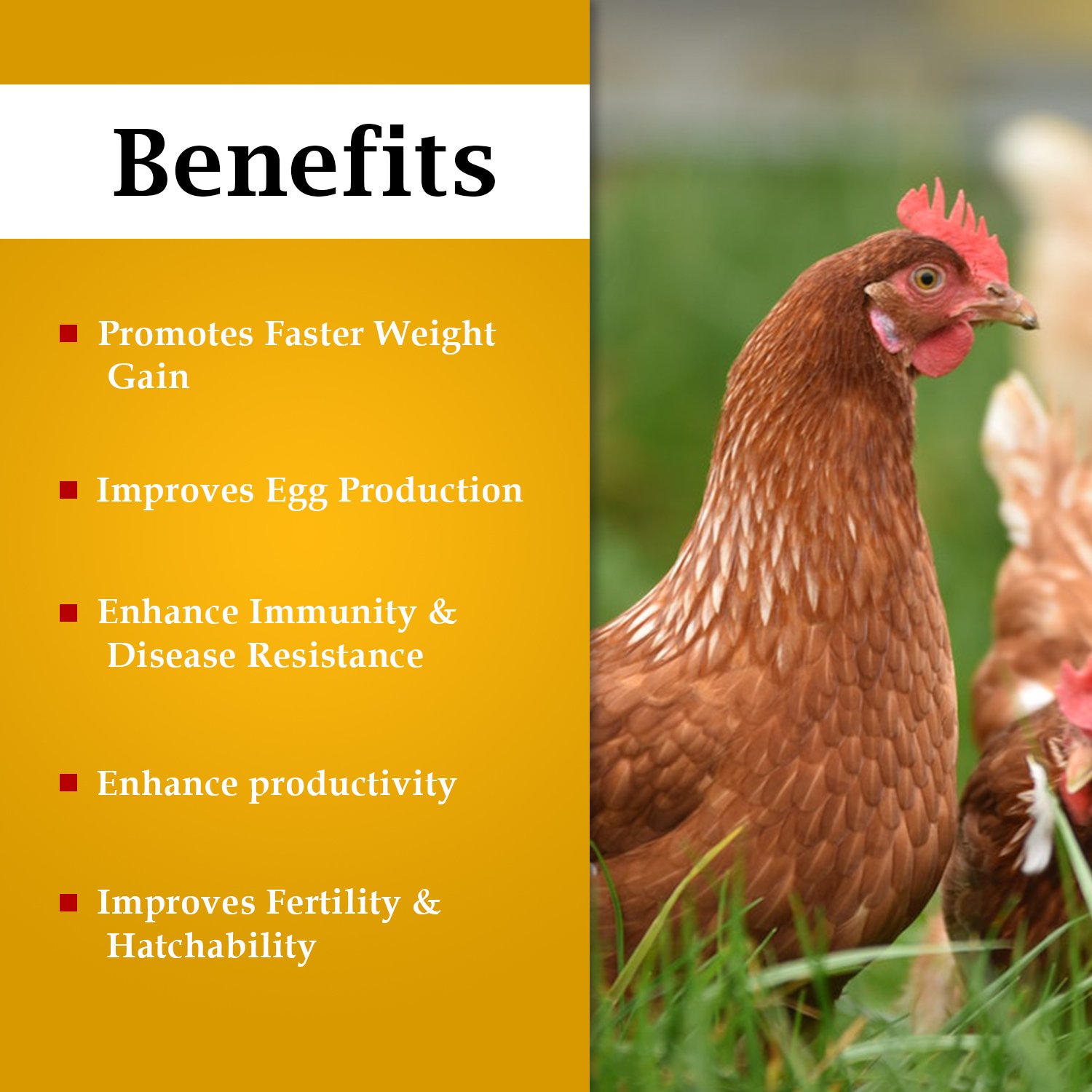 VETENEX Grovita Max - Multivitamin Supplement, Growth Promoter for Poultry, Birds & Chicken - 250ml - Image 2