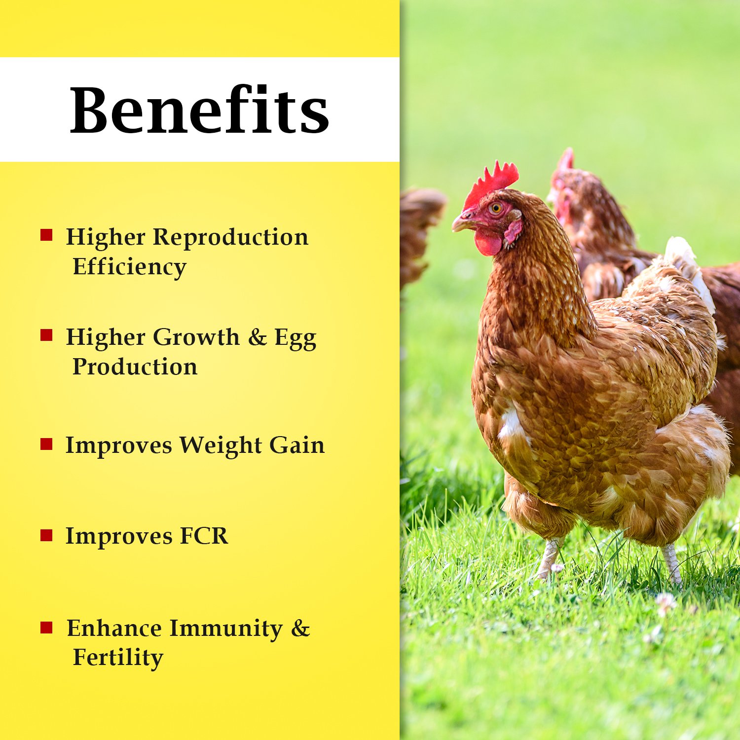 VETENEX Maxblend Forte - Poultry Growth Promoter with Vitamins & Minerals Supplement for Poultry, Birds & Chicken - 5Kg - Image 2