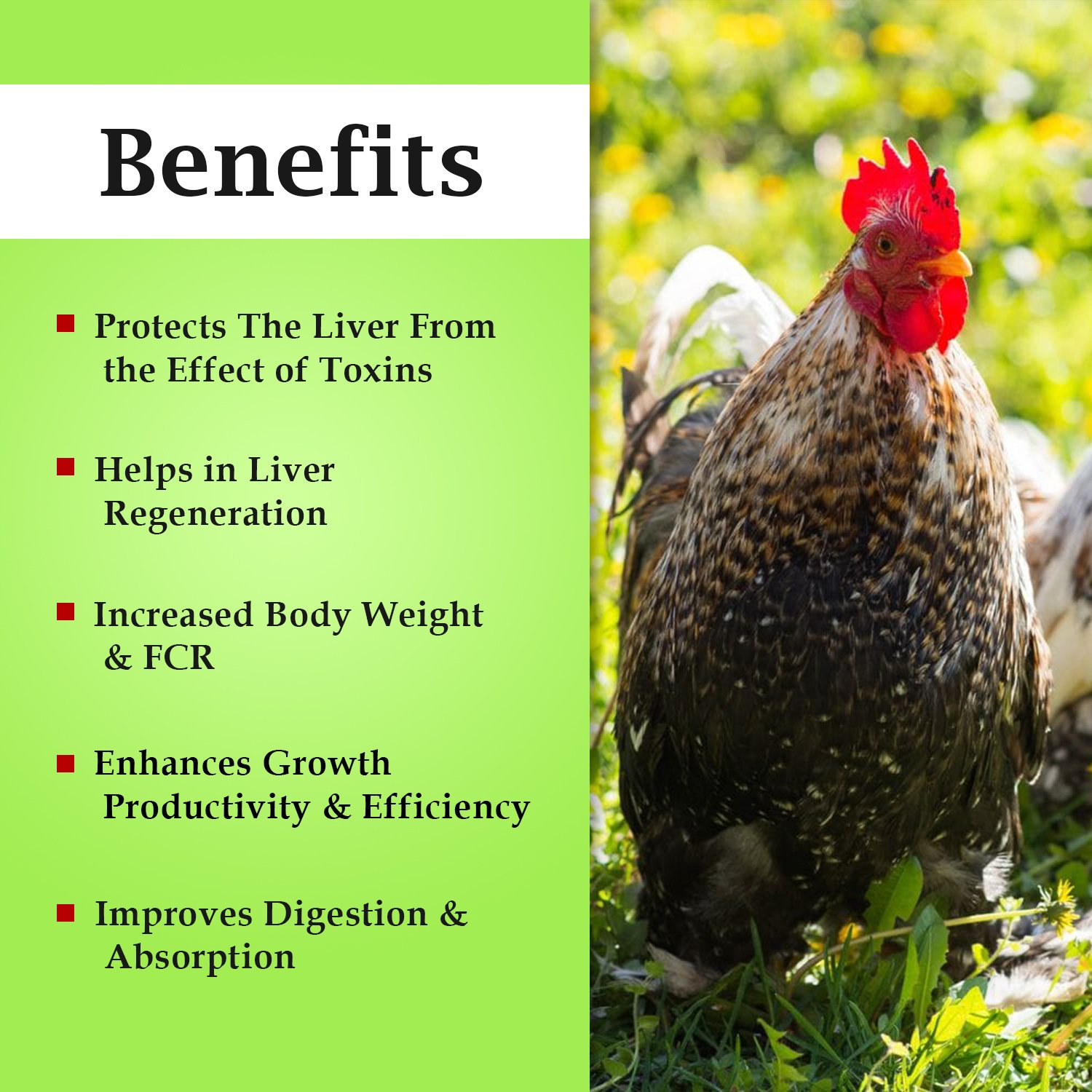 VETENEX Livtone Plus - Liver Tonic For Poultry, Birds & Chicken - (5 LTRX2) - Image 2