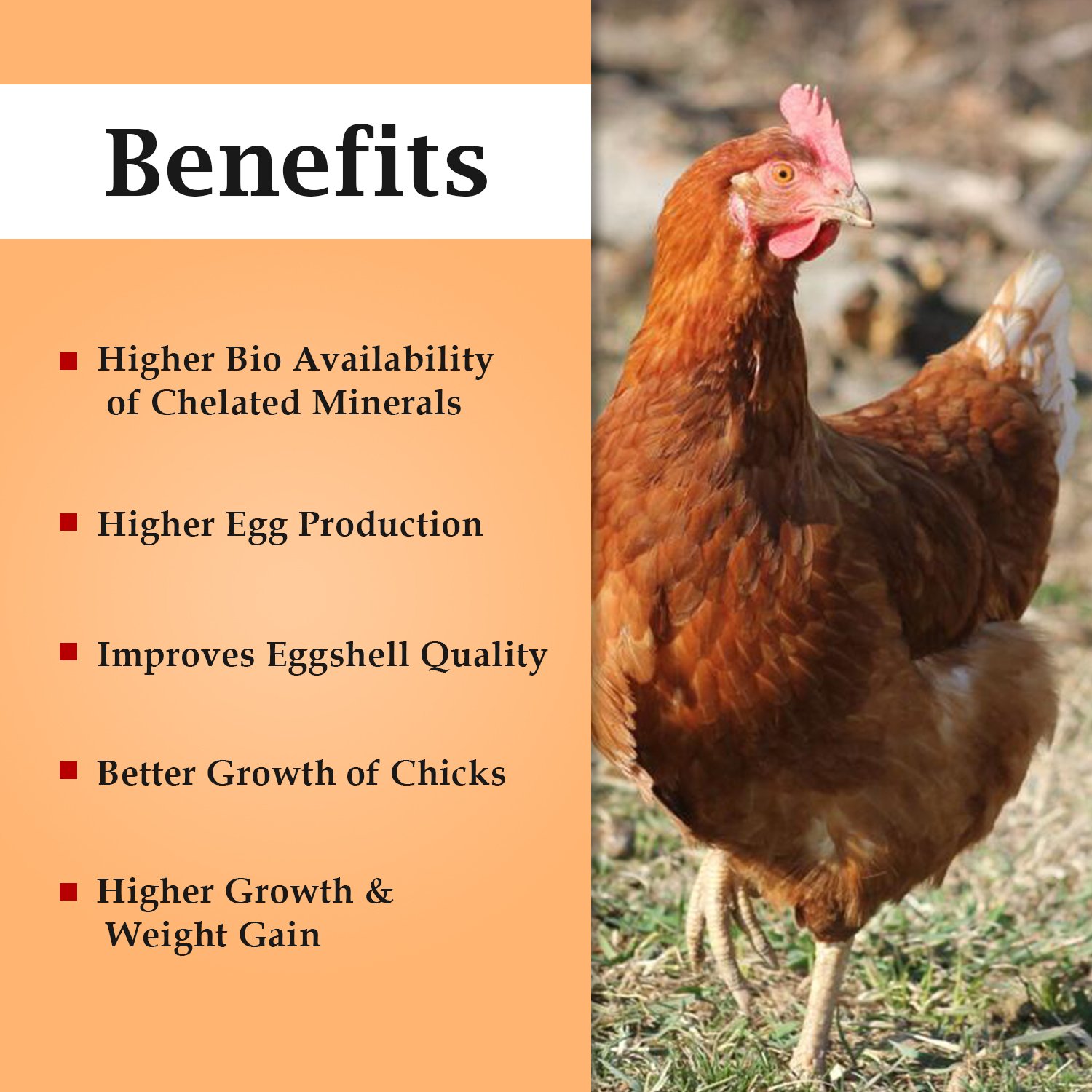 VETENEX Poultry Cal Plus - Calcium Tonic for Poultry, Birds & Chicken - 500ML - Image 2