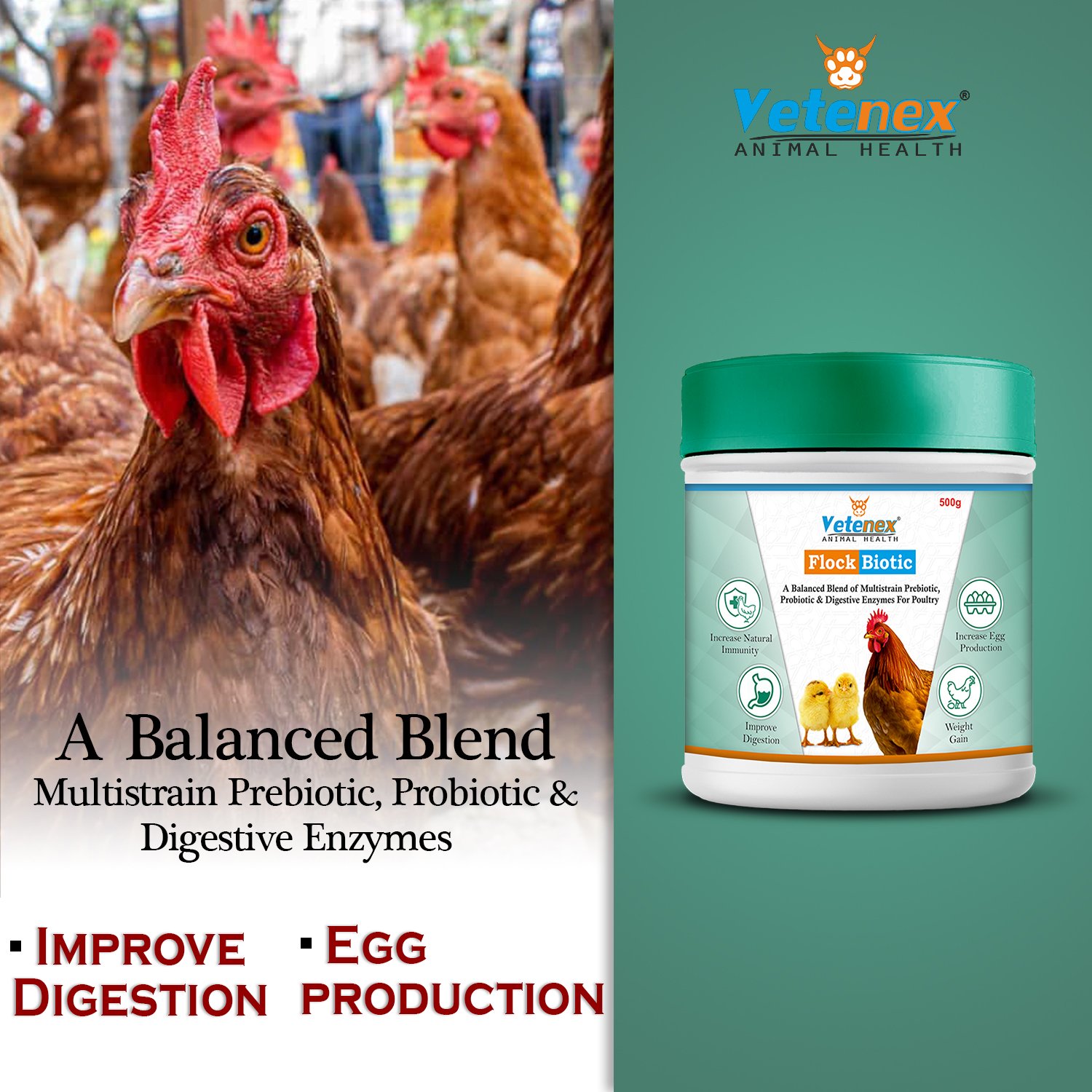 VETENEX Flock Biotic - Prebiotic, Probiotic & Enzyme Supplement Powder for Poultry, Birds & Chicken - 500g - Image 3