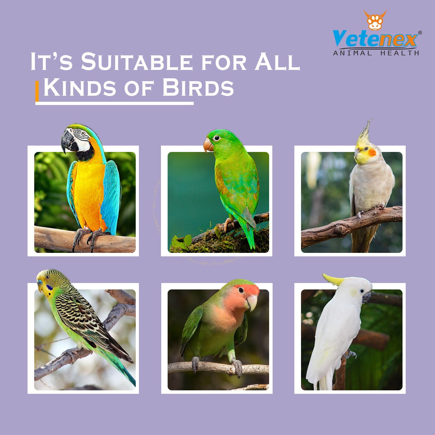 VETENEX Bird Electro Plus - Birds Electrolyte Supplement For Dehydration, Heat Stress & Loose Motion (100 ml x 2) Combo - Pack of 2 - Image 4