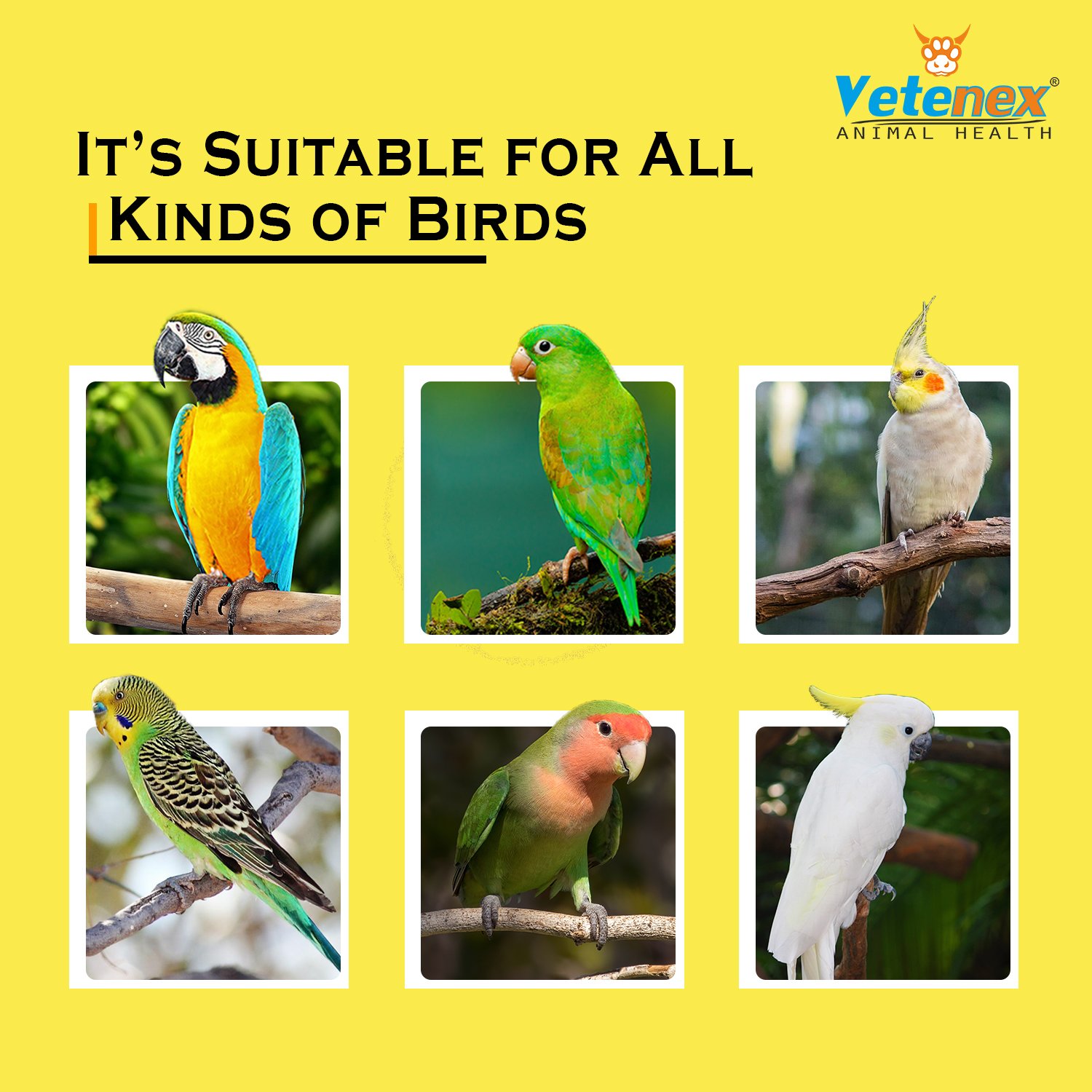 VETENEX Bird Booster Plus - Birds Immunity & Growth Booster With Essential Amino Acids, Multivitamins & Trace Minerals Supplement (100 ml x 2) Combo - Pack of 2 - Image 4