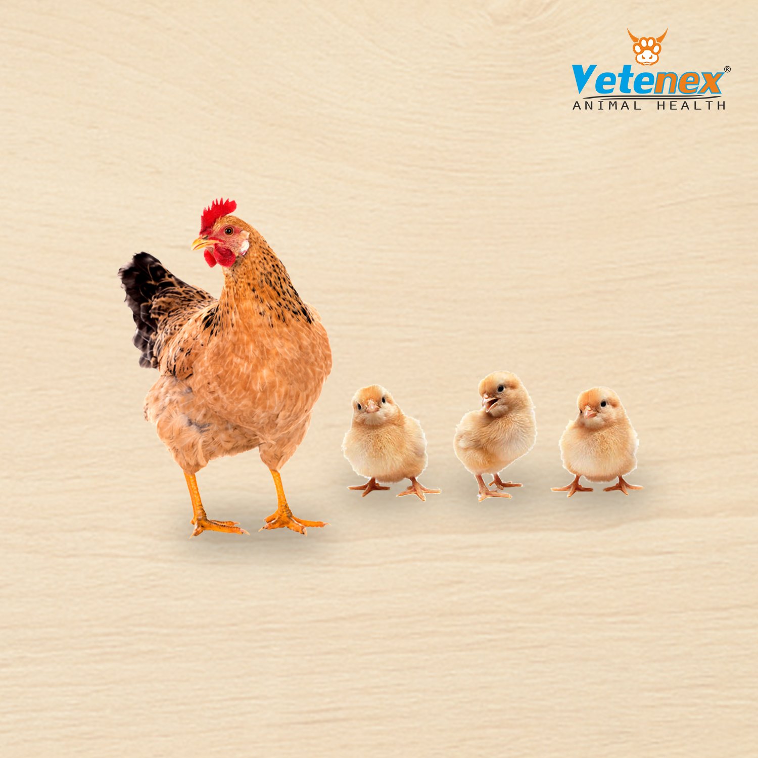 VETENEX Poultry Feed Premix + Calcium Supplement + Liver Tonic - (Pack of 3) - Image 5