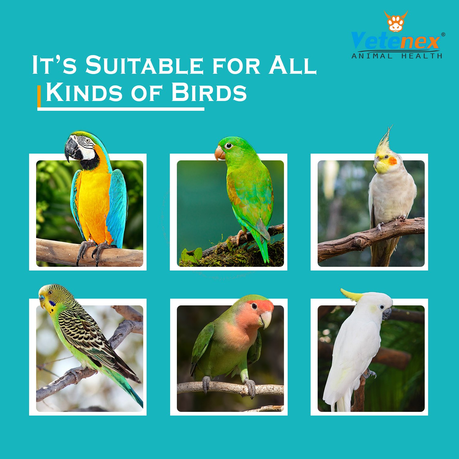 VETENEX Birds Complete Nutritional Supplement with MultiVitamins, Minerals & Probiotics + Liquid Herbal Dewormer for Birds (100 gm+30ml) Combo - Pack of 2 - Image 4