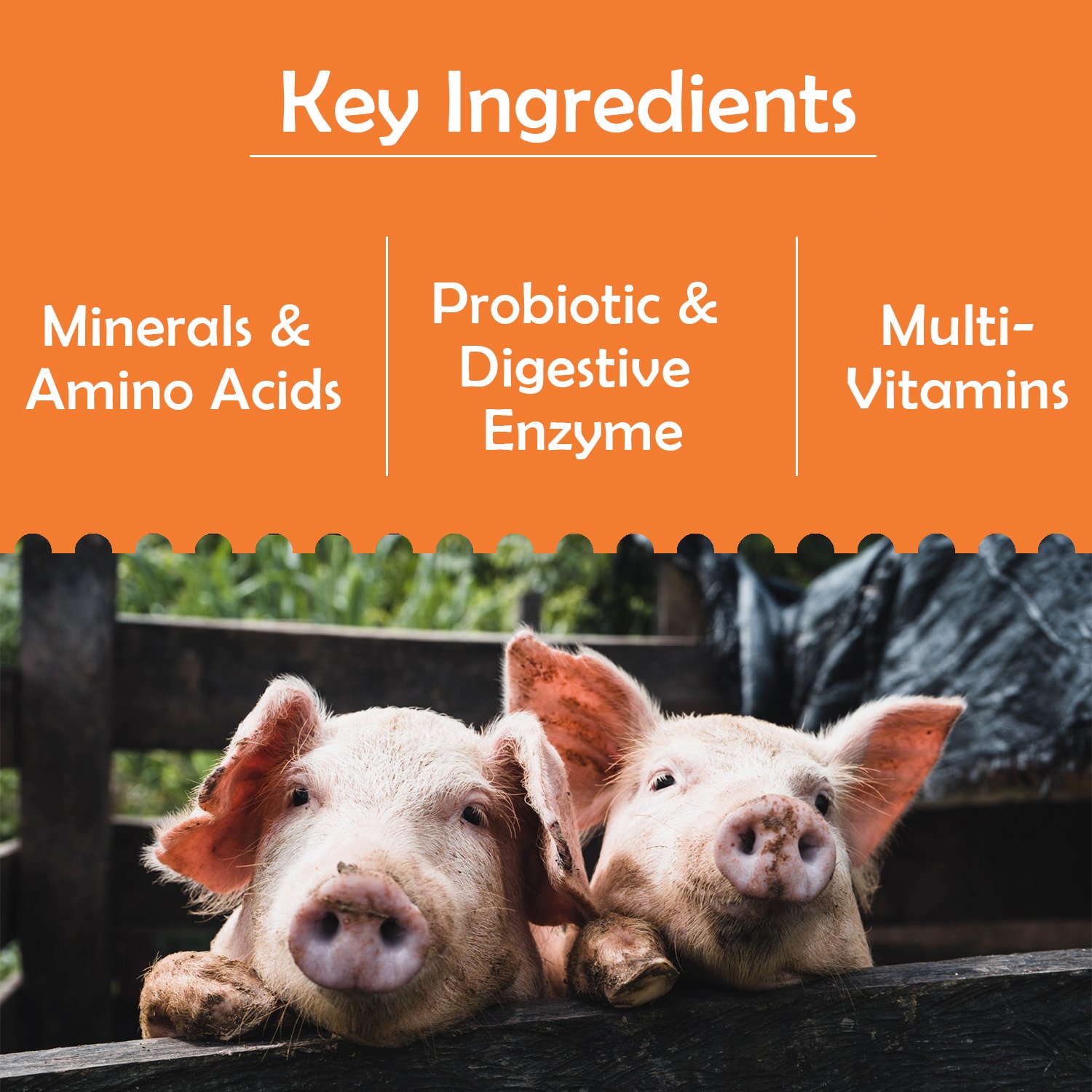 VETENEX Pig Builder - Advanced Growth Booster Supplement with Multivitamins, Minerals & Amino Acids for Pigs, Swine, Piglets & Piggery - 1 Kg - Image 3