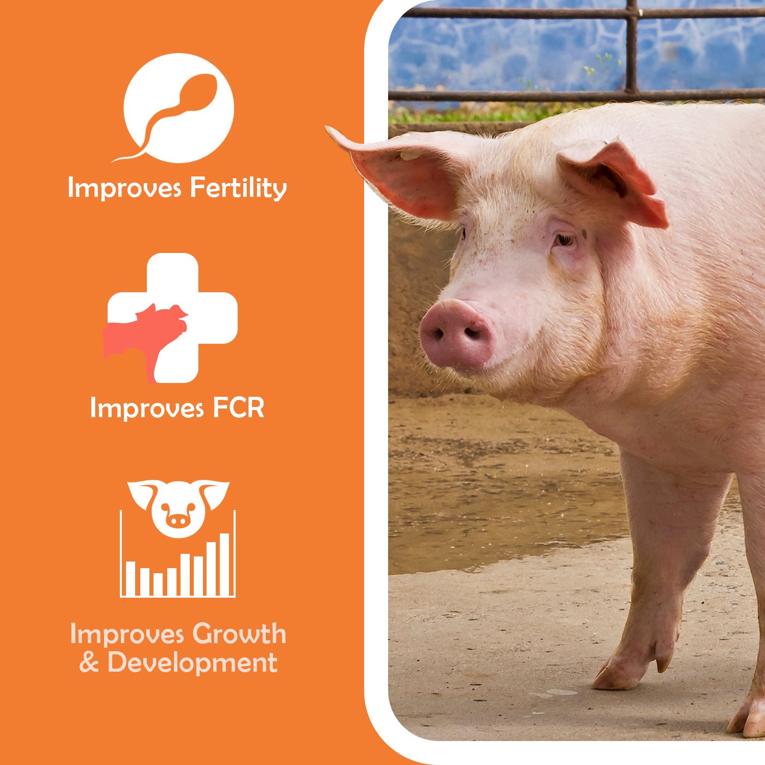 VETENEX Pig Builder - Advanced Growth Booster Supplement with Multivitamins, Minerals & Amino Acids for Pigs, Swine, Piglets & Piggery - 1 Kg - Image 4